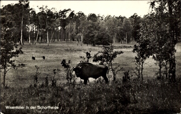 Postcard Eichhorst Schorfheide Barnim, bison bull