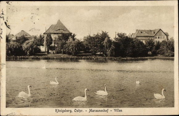 Postcard Kaliningrad Königsberg East Prussia, Maraunenhof, villas, swans