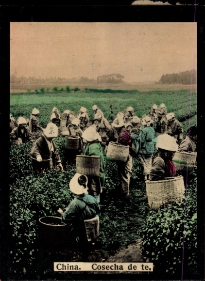 Chinese photo, Tea harvest