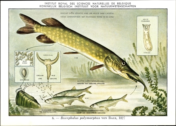 Artist Postcard Bucephalus polymorphus, Fischparasit, Royal Belgian Institute of Natural Sciences