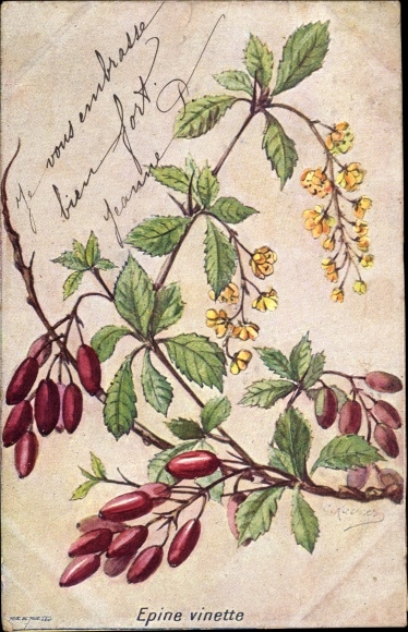 Artist PC Epine vinette, common barberry, shrub