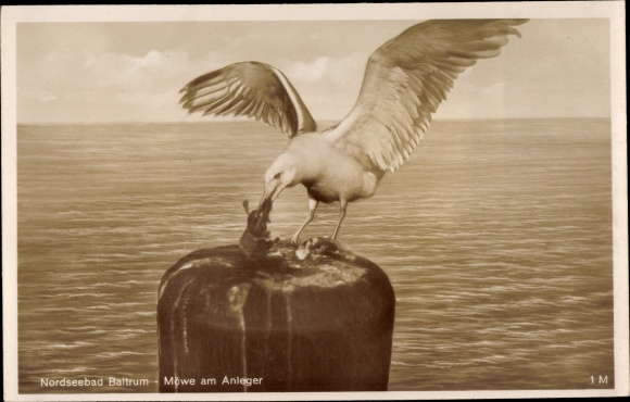 PC Baltrum, seagulls at the investor