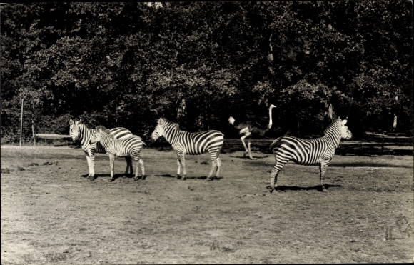 Postcard Emmen Drenthe Netherlands, animal park, zebras, ostrich