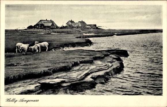 Ansichtkaart Hallig Langeness Langeneß Noord-Friesland, gedeeltelijk aanzicht, schapen