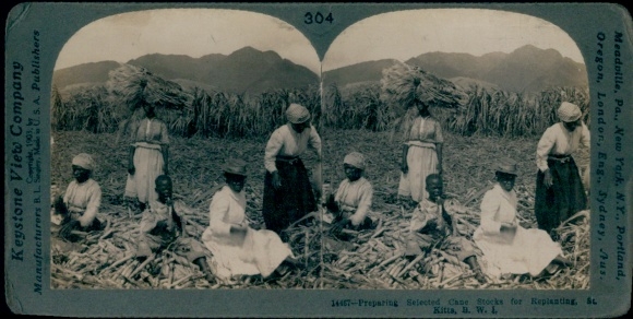 Stereo Photo St. Kitts, Women on a Sugarcane Field