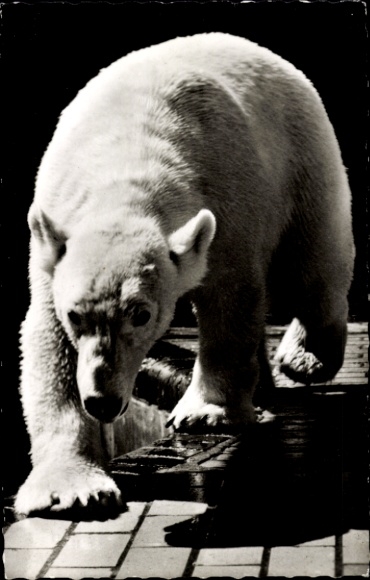 Postcard Zoological Garden Berlin, Adult Polar Bear