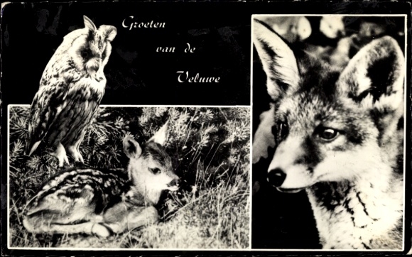Postcard Veluwe, owl, fox, deer, young animal