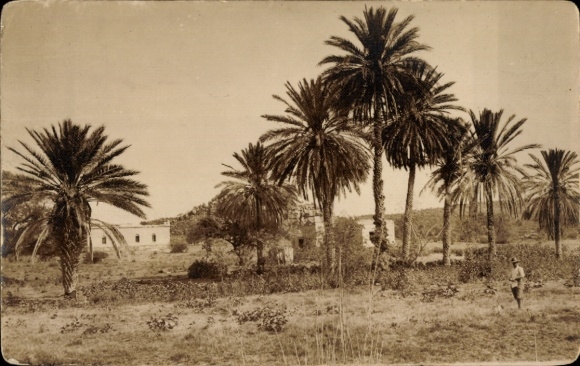 Foto Ak  Windhoek Windhuk Namibia Deutsch Südwestafrika, Farm, Palmen