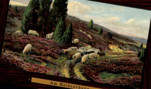 Postcard Bremervörde in Lower Saxony, sheep on a heath landscape
