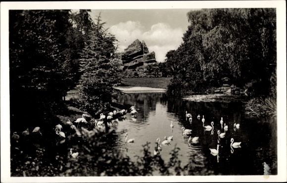 PC Hamburg Eimsbüttel Stellingen, Hagenbecks Tierpark, flamingos