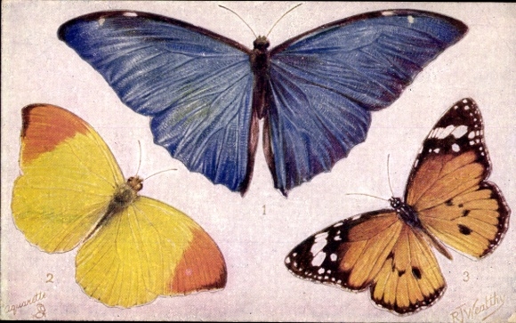 Twórcy puzzli KP Wealthy, RT, Motyle i ćmy, Morpho Adonis, Eronia leda