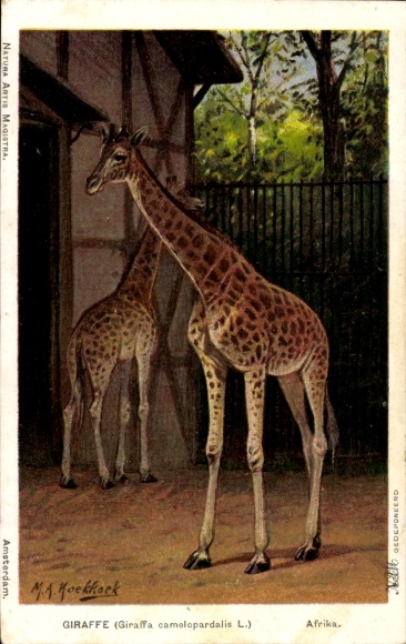 Artist Postcard Koekkock, MAK, African Giraffes, Zoological Garden