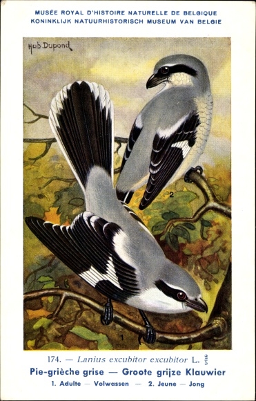 Künstler Ak Dupond, H., Lanius excubitor excubitor, Groote grijze Klauwier Nr. 174