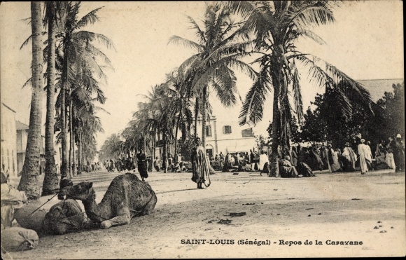 Postcard Saint Louis Senegal, Repos de la Caravane, camels, palm trees, road section