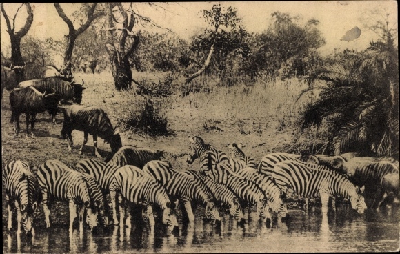 Postcard Africa, Mission of the Northern Transvaal of the Benedictine Fathers, Zebras and oxen quench their thirst