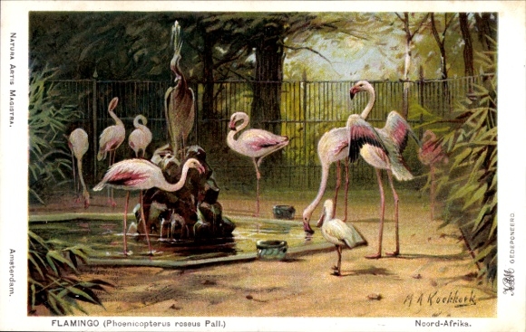 Artist Postcard Koekkoek, MA, Flamingo, Phoenicopterus roseus Pall.