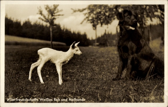 Postcard Mühlhausen Bad Elster Vogtland, white deer, farm dog, animal friendship, nature, green meadow