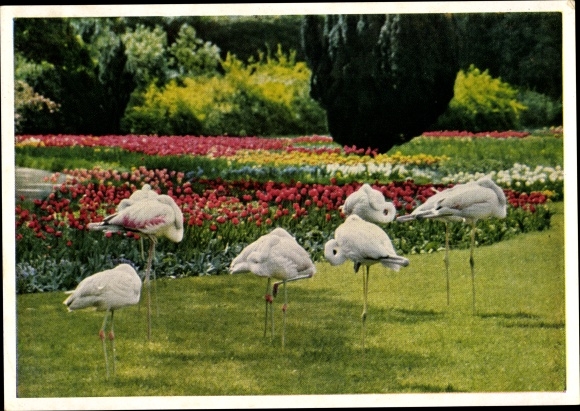 PC Cannstatt Stuttgart Neckar, flamingos with spring blossom, Wilhelma