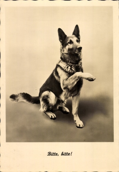 Ak Hund, Schäferhund, Bitte, bitte