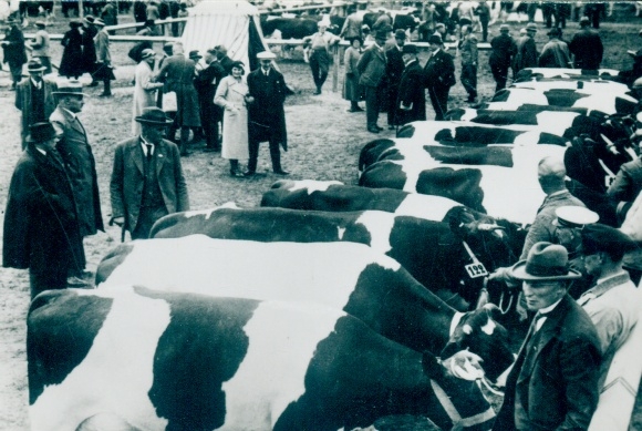 Sammelbild Bild Dokumente unserer Zeit Nr. 131, Deutsche Landwirtschafts Ausstellung, Rinder