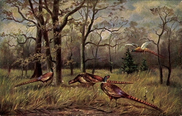 Artist Postcard Forest Part, Pheasants