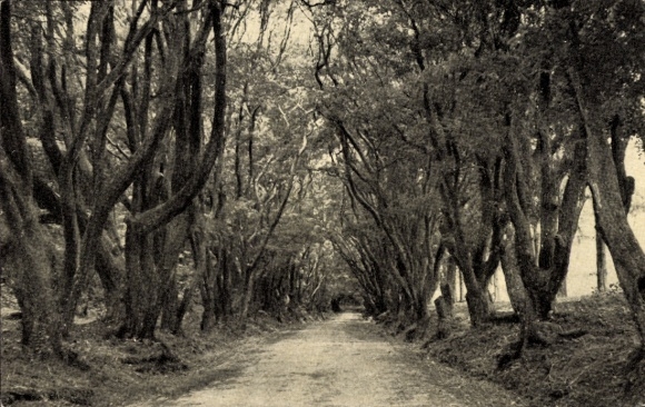 Postcard Barbados BWI, forest path, trees, dirt road