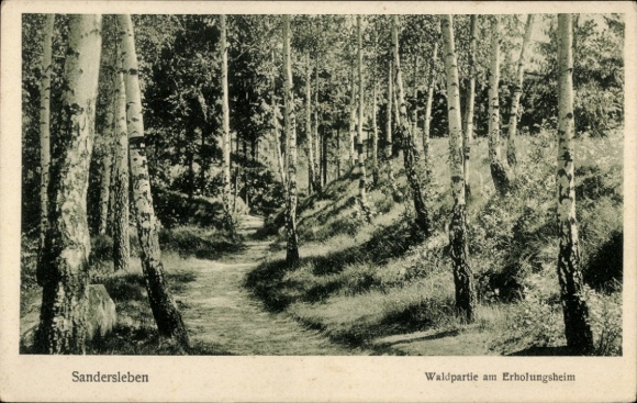 Ak Sandersleben in Anhalt, bosgebied, recreatiewoning