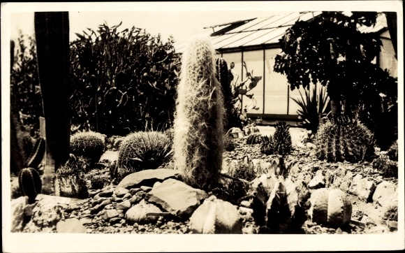 Photo Postcard Edinburg Texas, Rio Grande Valley, cactus garden