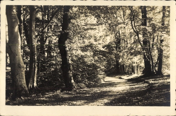 Ak Westensee in Holstein, Waldspaziergang