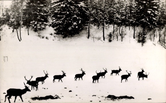 Postcard Bad Berleburg in Westphalia, wild animal feeding in the Wittgenstein Forest