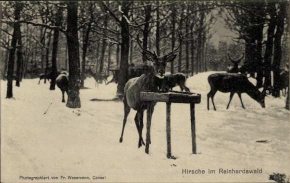 Postcard Holzhausen am Reinhardswald Immenhausen in Hesse, deer, winter