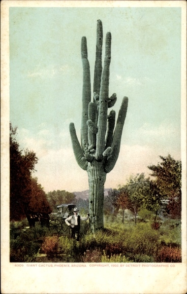 Postcard Phoenix Arizona USA, A Giant Cactus