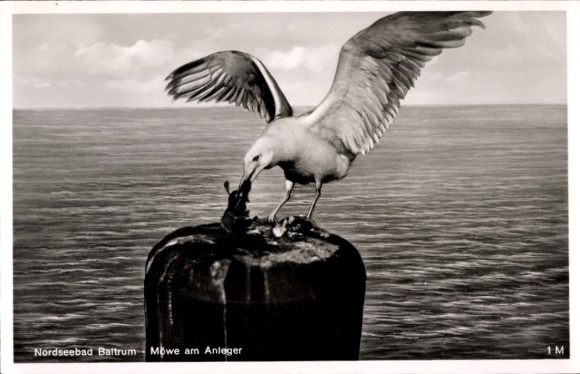 Postcard Insel Baltrum in Ostfriesland, seagull, pier