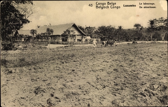 KP pocztowa Lusambo DR Kongo Zair, La labourage, De Akkerbouw, prace polowe, pług, bydło