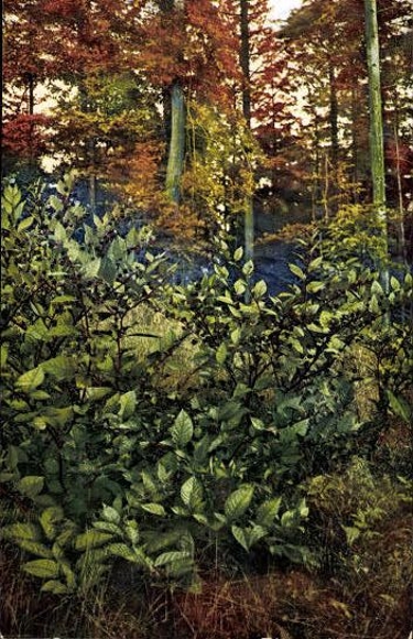 7 AK in the envelope, Medicinal Plants II. Series by Josef Ostermaier