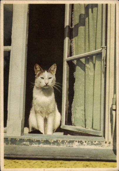 Postcard Cat at the Window, Animal portrait