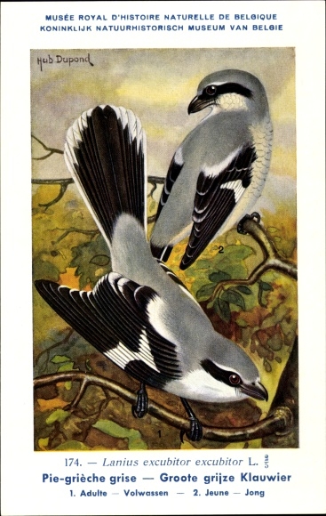 Kunstenaar Ak Dupond, H., Lanius excubitor excubitor, Klapekster nr. 174