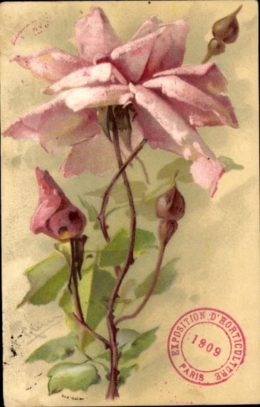 Artist Postcard Klein, Catharina, rose, blossom, buds