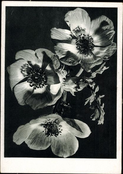 8 old PCs flowers, various motifs