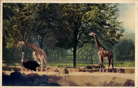 Postcard Paris, Zoological Park Bois de Vincennes, giraffes on their plateau