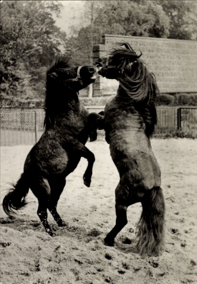 Postcard Leipzig, Two Shetland pony stallions playing in Leipzig Zoo
