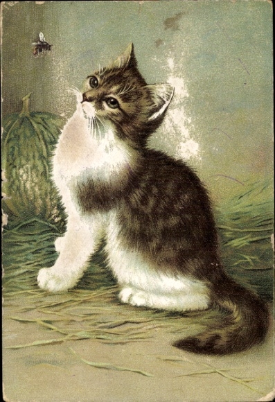 Chromo-Litho cat watching a fly, advertisement, Hoffmann's starch factories Salzuflen