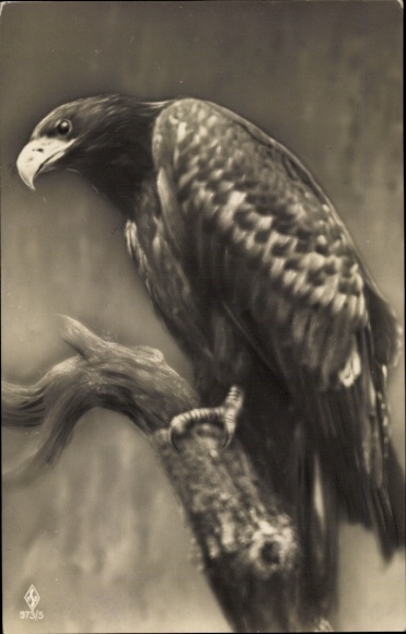 Postcard eagle, falcon, bird