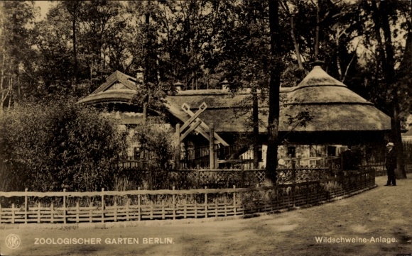 Ak Berlin Tiergarten, Zoologischer Garten Berlin, Wildschweine-Anlage