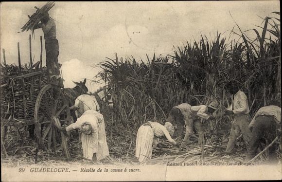 KP Guadeloupe, Recolte de la canne a sucre, Zbiory trzciny cukrowej