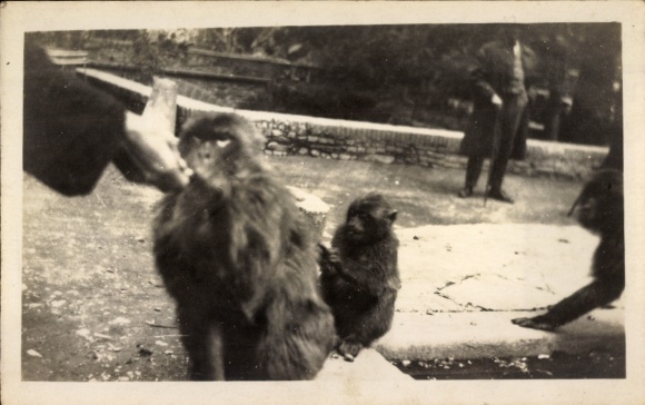 Photo Georgia, feeding the monkeys