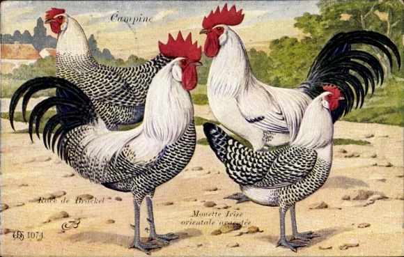 Artist Postcard Campiner, Monette Irise