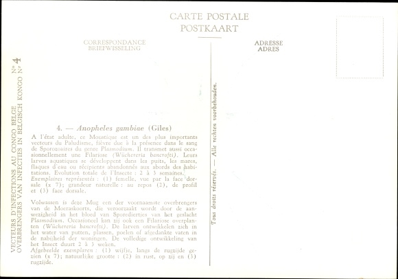 Artist PC Devuyst, Anopheles gambiae, mosquito