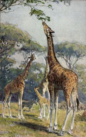 Artist Postcard Giraffes, Giraffa camelopardalis Gmel, Zoo