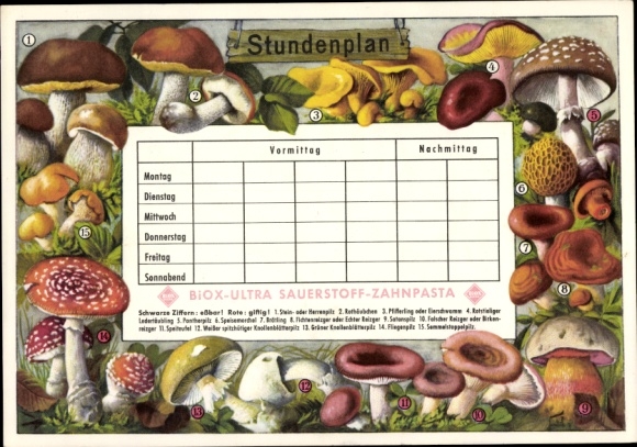 Timetable BIOX-Ultra oxygen dental care, mushrooms, porcini, red hood around 1960